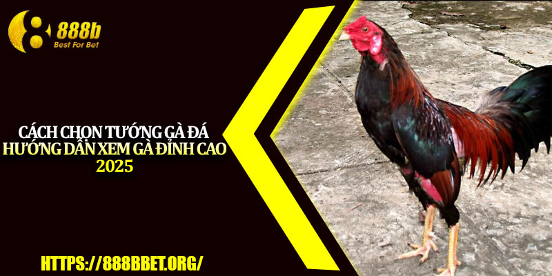 Cách Chọn Tướng Gà Đá – Hướng Dẫn Xem Gà Đỉnh Cao 2025 1 Cach Chon Tuong Ga Da – Huong Dan Xem Ga Dinh Cao 2025