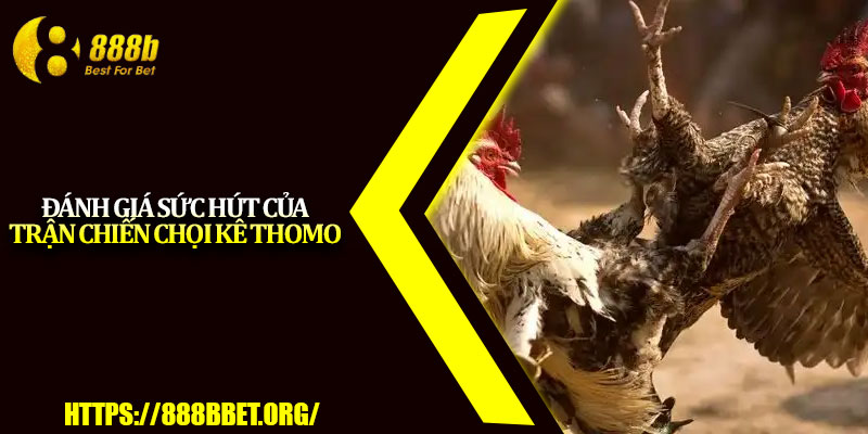 Đá Gà Thomo – Sân Chơi Cược Hấp Dẫn Cho Bet Thủ 3 Đánh giá sức hút của trận chiến chọi kê Thomo