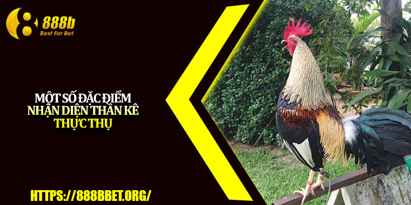Cách Chọn Tướng Gà Đá – Hướng Dẫn Xem Gà Đỉnh Cao 2025 4 Một số đặc điểm nhận diện thần kê thực thụ