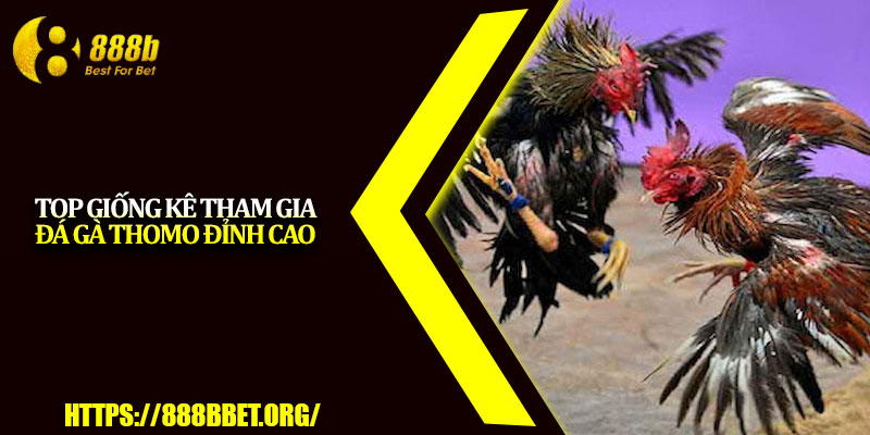 Đá Gà Thomo – Sân Chơi Cược Hấp Dẫn Cho Bet Thủ 4 Top giống kê tham gia đá gà Thomo đỉnh cao