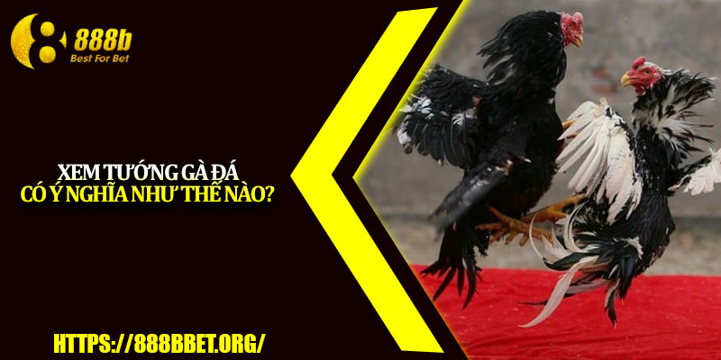 Cách Chọn Tướng Gà Đá – Hướng Dẫn Xem Gà Đỉnh Cao 2025 2 Xem tướng gà đá có ý nghĩa như thế nào?